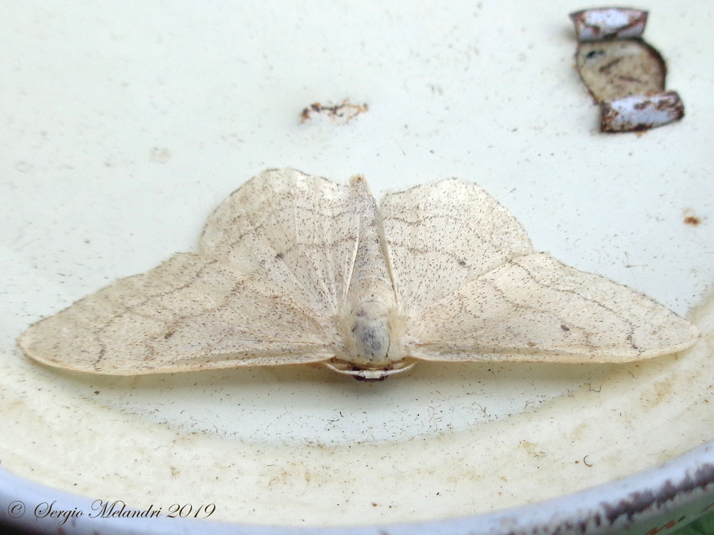 ID Geometridae - Idaea aversata f. remutata